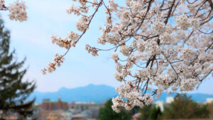 盛岡城跡公園の桜の接近カット