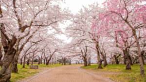 盛岡城跡公園の桜並木の画像