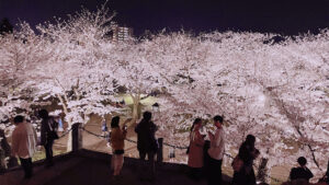 盛岡城跡公園の上部からの夜桜の画像