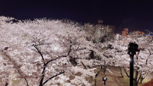 城跡公園の上部からの夜桜
