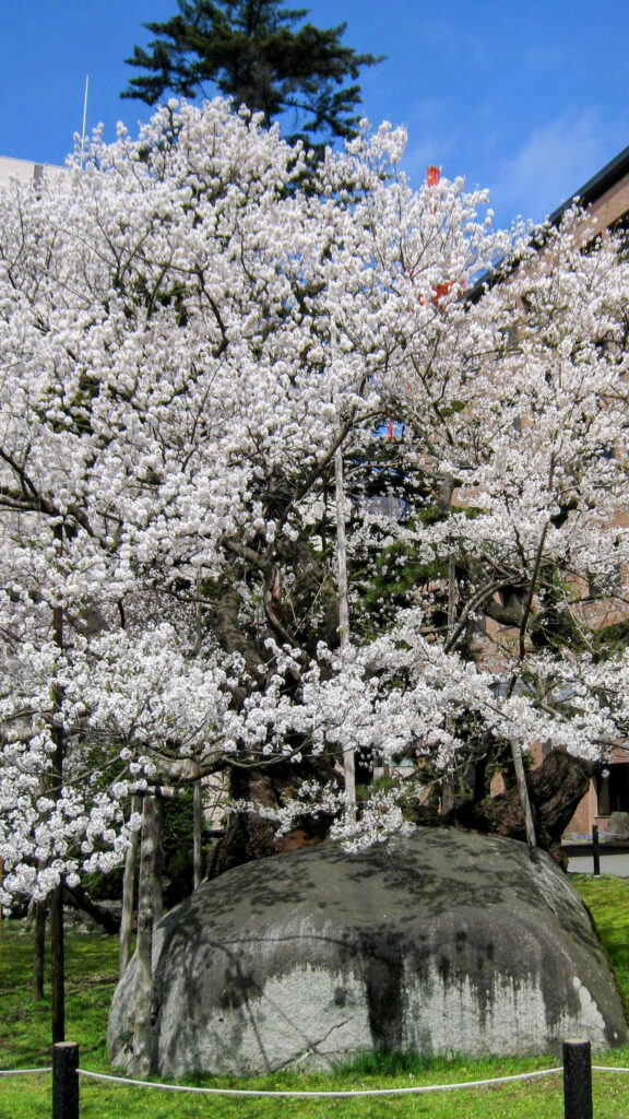 石割桜の写真