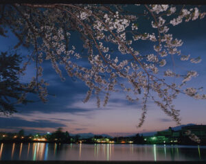 高松公園の夜桜の画像