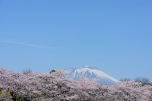 高松公園の桜の画像